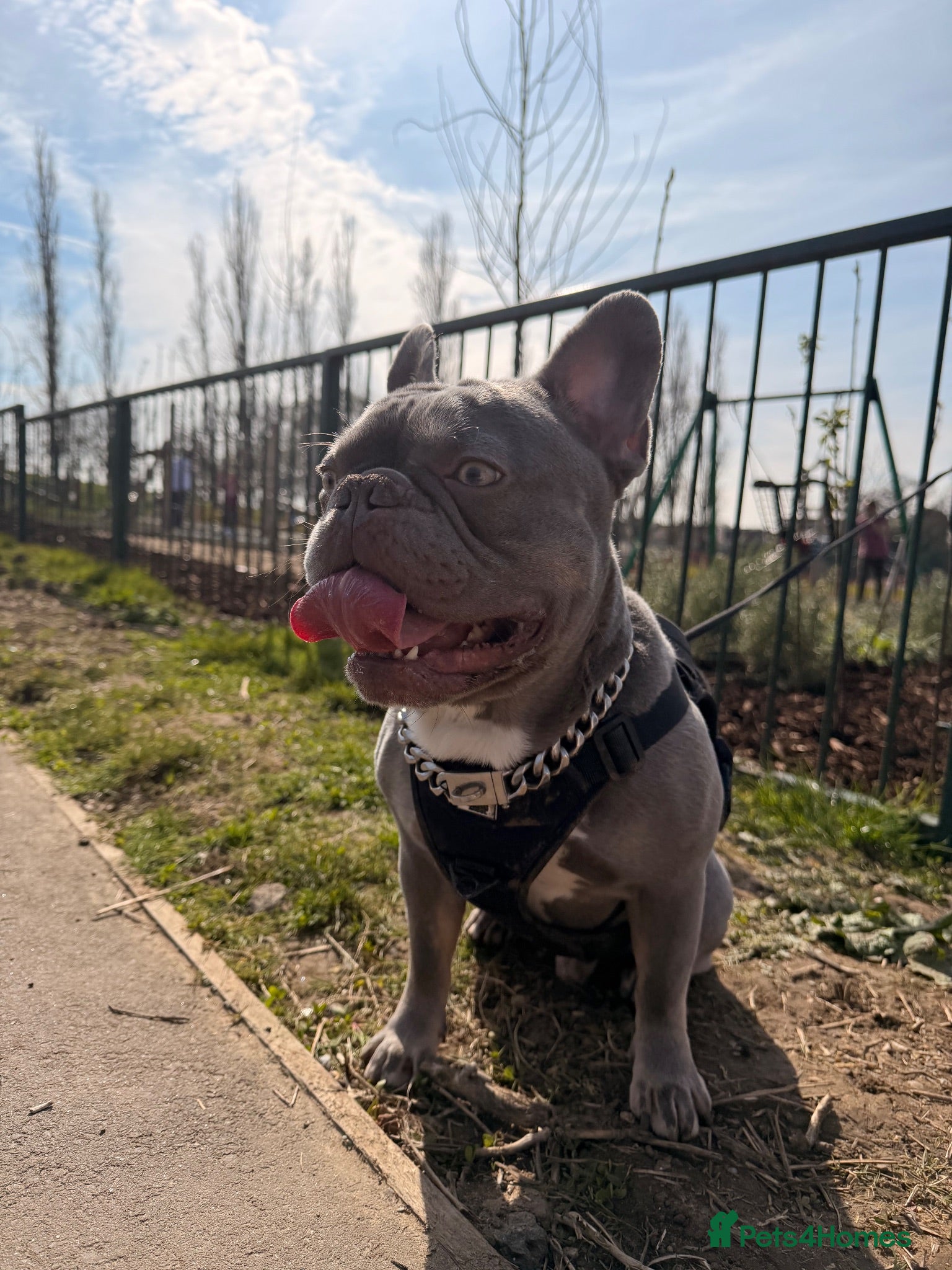 French Bulldog dogs 🔥 Stunning KC Registered Blue French Bulldog  - Advert 1