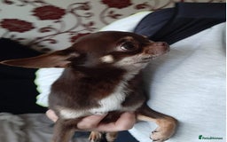 Chihuahua dogs for sale: Beautiful chihuahua puppies - Image 4