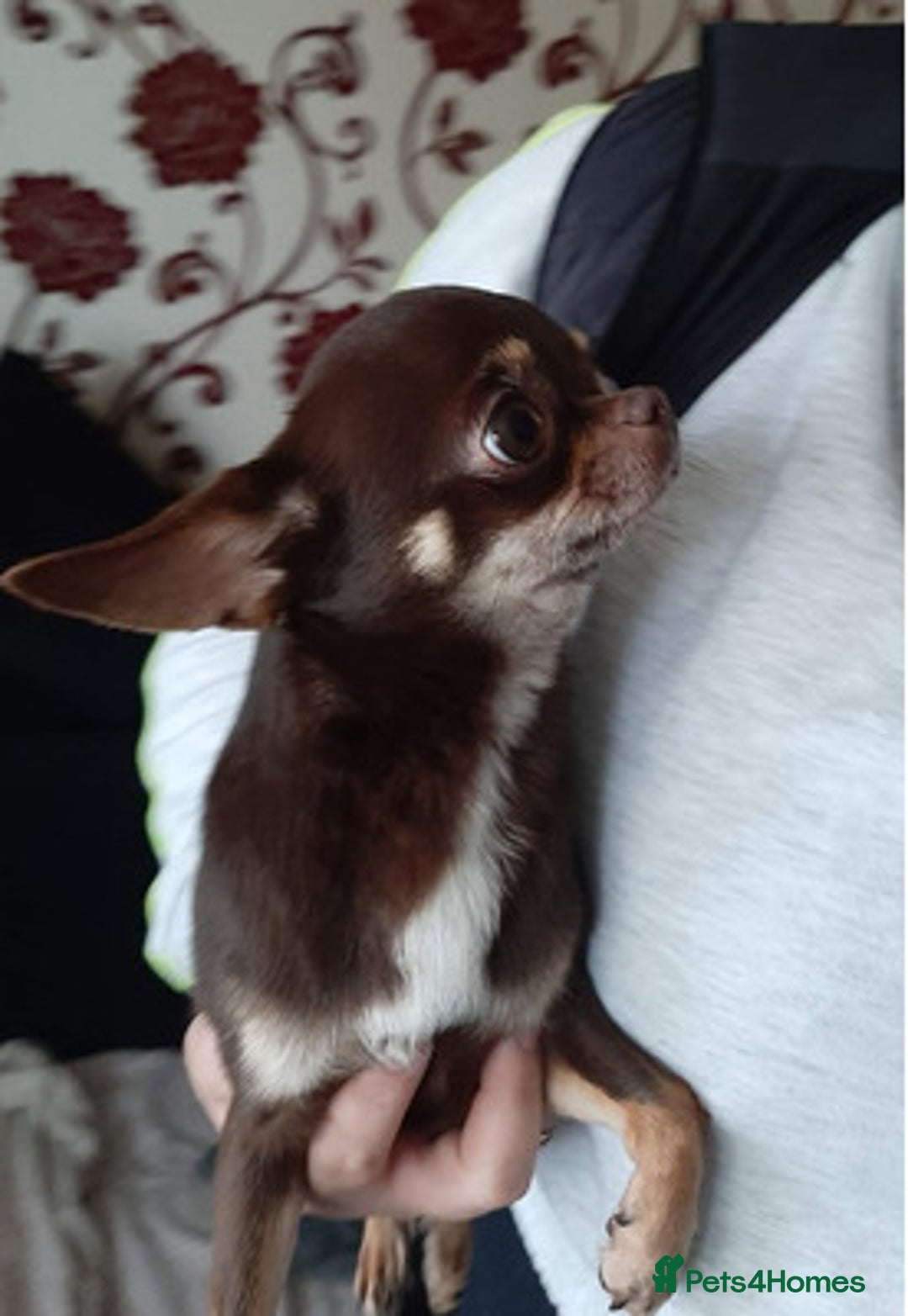 Chihuahua dogs for sale: Beautiful chihuahua puppies - Image 4