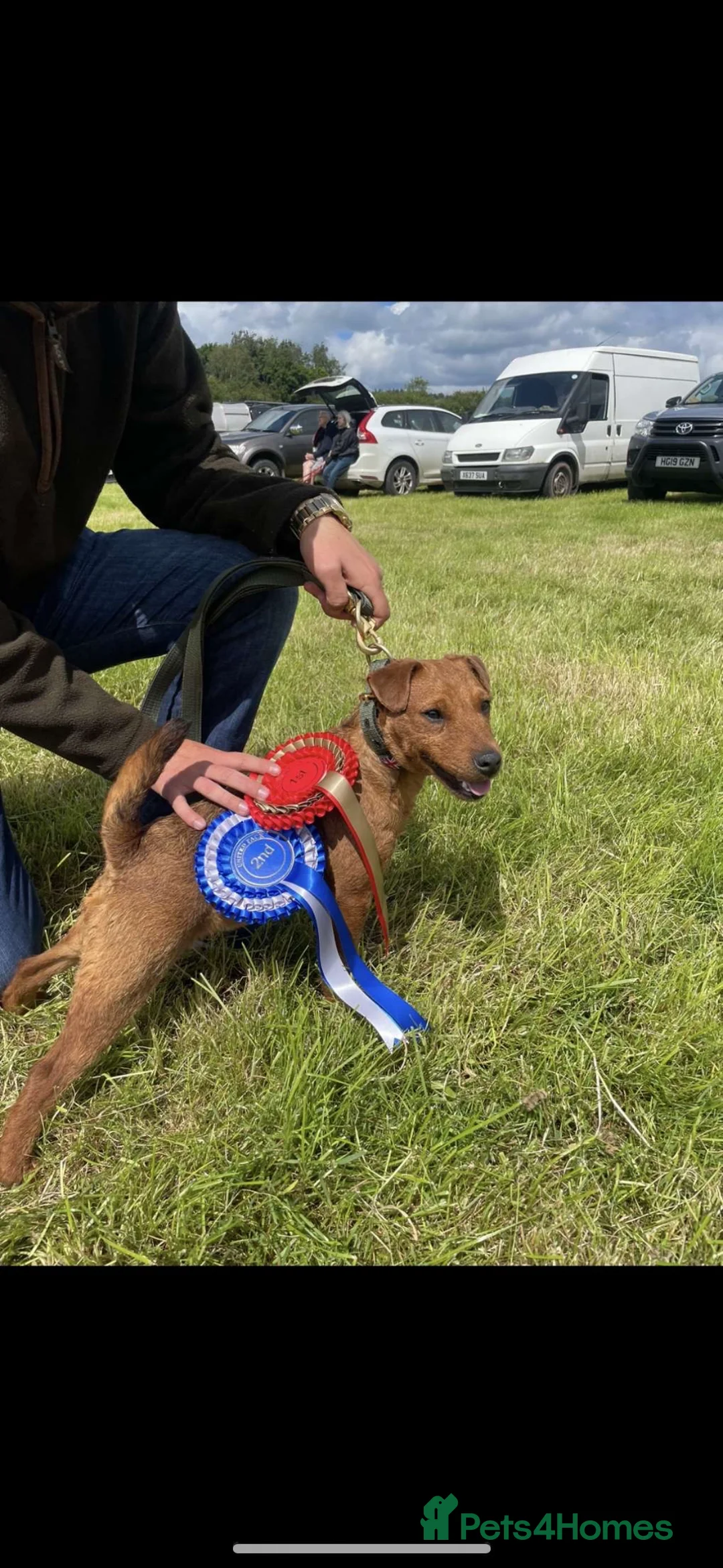 Lakeland Terrier dogs for sale: Lakeland terrier pups  - Advert 1