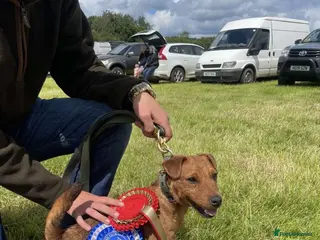 Lakeland Terrier dogs Lakeland terrier pups - Advert 2