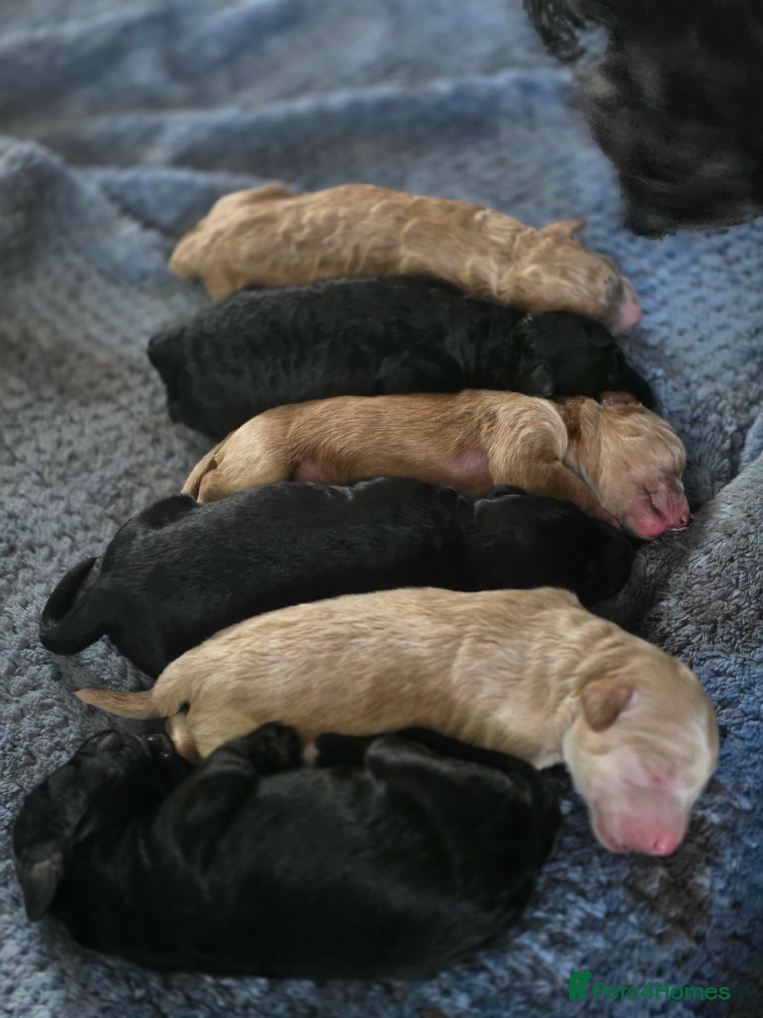 Bordoodle dogs F1b Miniature Bordoodle  - Advert 1