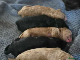 Bordoodle dogs F1b Miniature Bordoodle - Advert 7