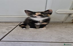 Mixed Breed cats for sale: 4 little kittens(1 taby boy+3 calico girls)  - Image 6