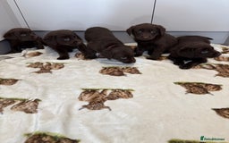 Labrador Retriever dogs for sale: Chunky chocolate labradors  - Image 5