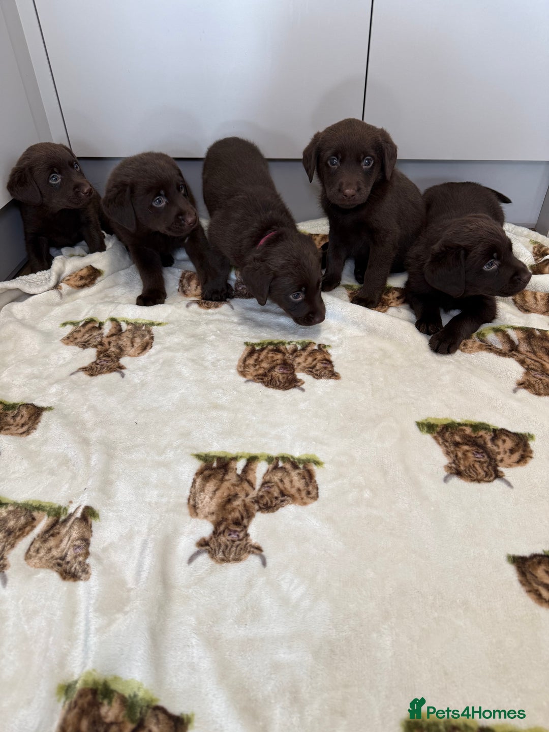 Labrador Retriever dogs for sale: Chunky chocolate labradors  - Image 5