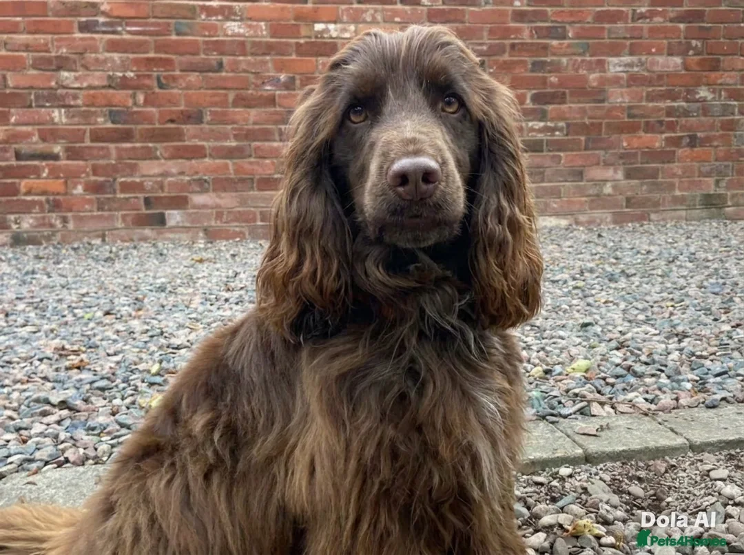 Cocker Spaniel dogs for sale: WAITING LIST OPEN🐶 stunning show cocker spaniels - Advert 7