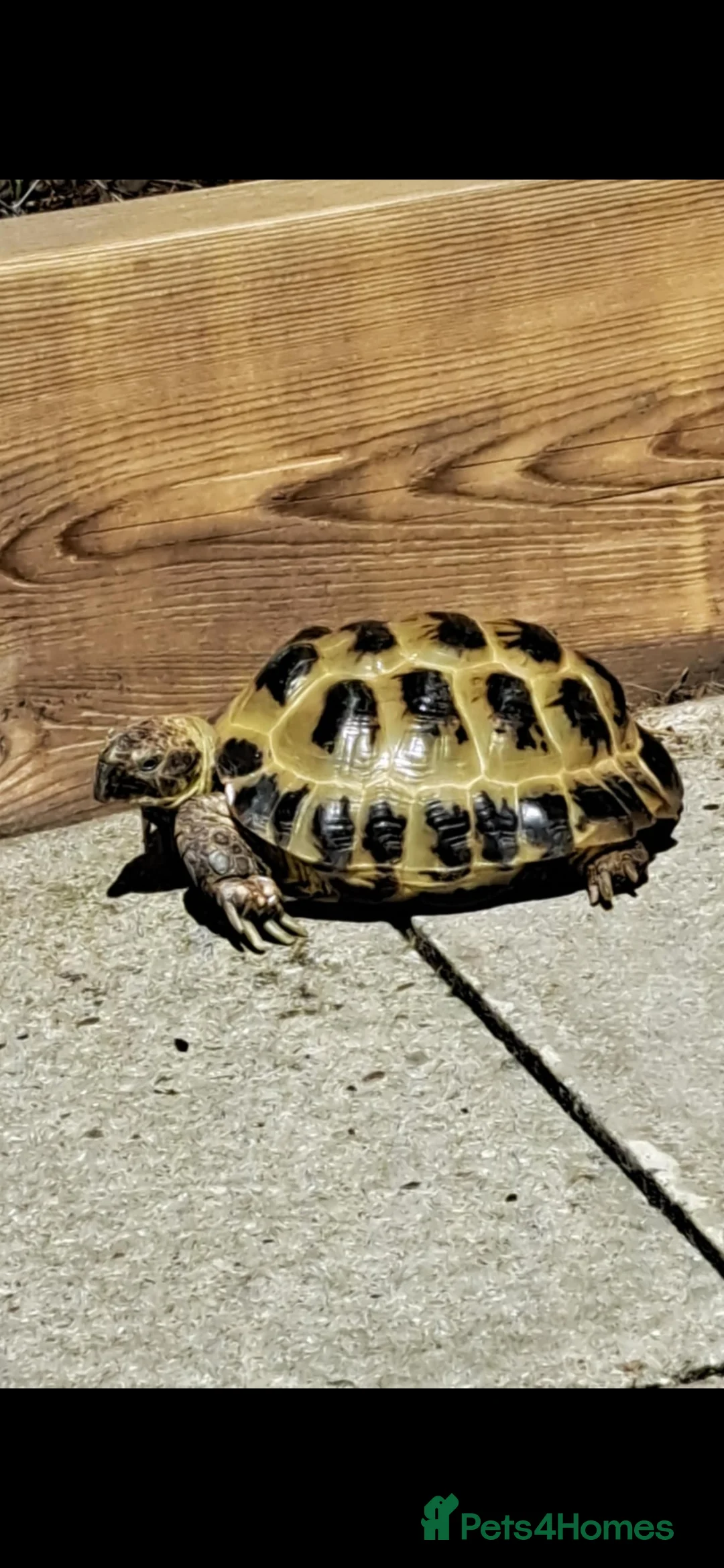 Hermann Tortoise reptiles for sale: Hermann tortoise for sale 🐢 - Advert 2