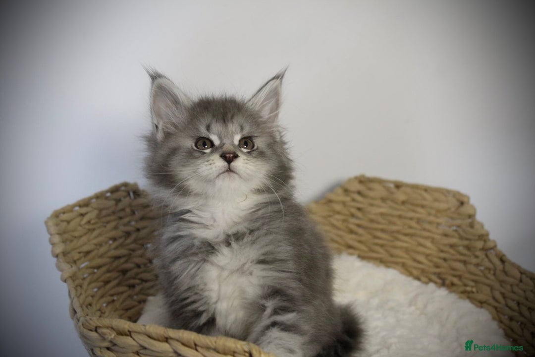 Maine Coon cats for sale: TICA registered Maine coon kittens, shaded lines - Image 9