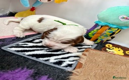 Cocker Spaniel dogs for sale: KC Reg; Home Raised; Low COI; DNA CLEAR; Show Type - Image 28