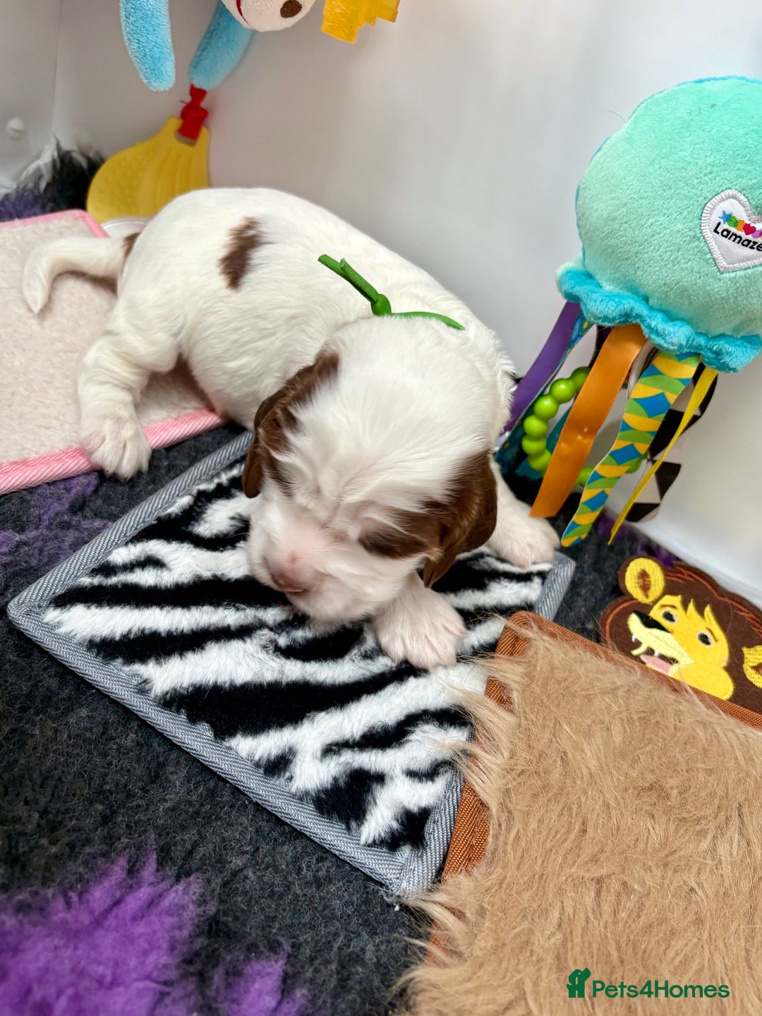 Cocker Spaniel dogs for sale: KC Reg; Home Raised; Low COI; DNA CLEAR; Show Type - Image 28