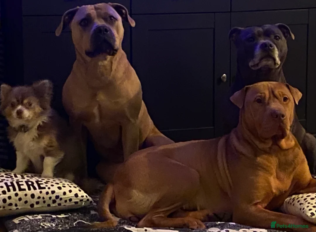 Mixed Breed dogs for sale: Luna 4 year Staffy cross  - Advert 2