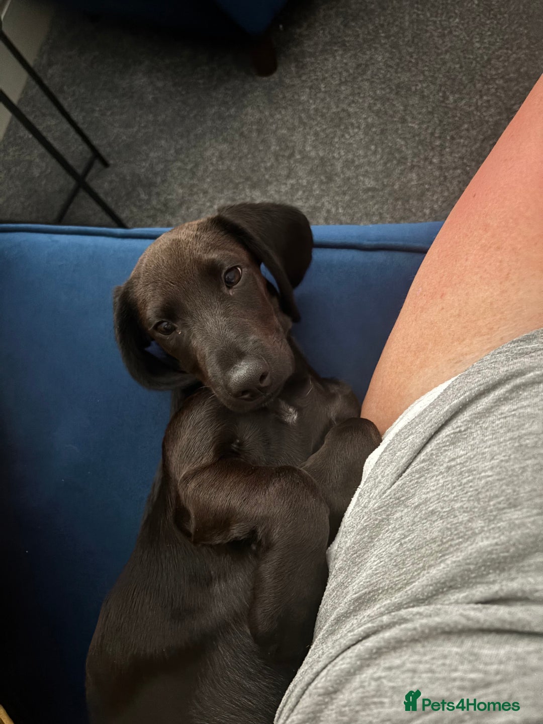 Mixed Breed dogs for sale: 6 month old Rocco - Image 3