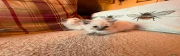Ragdoll cats for sale: Beautiful Ragdol Kittens - Advert 6