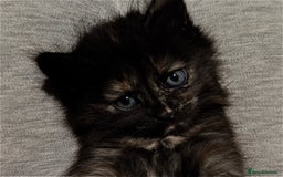 British Longhair cats for sale: kittens available now! - Image 2