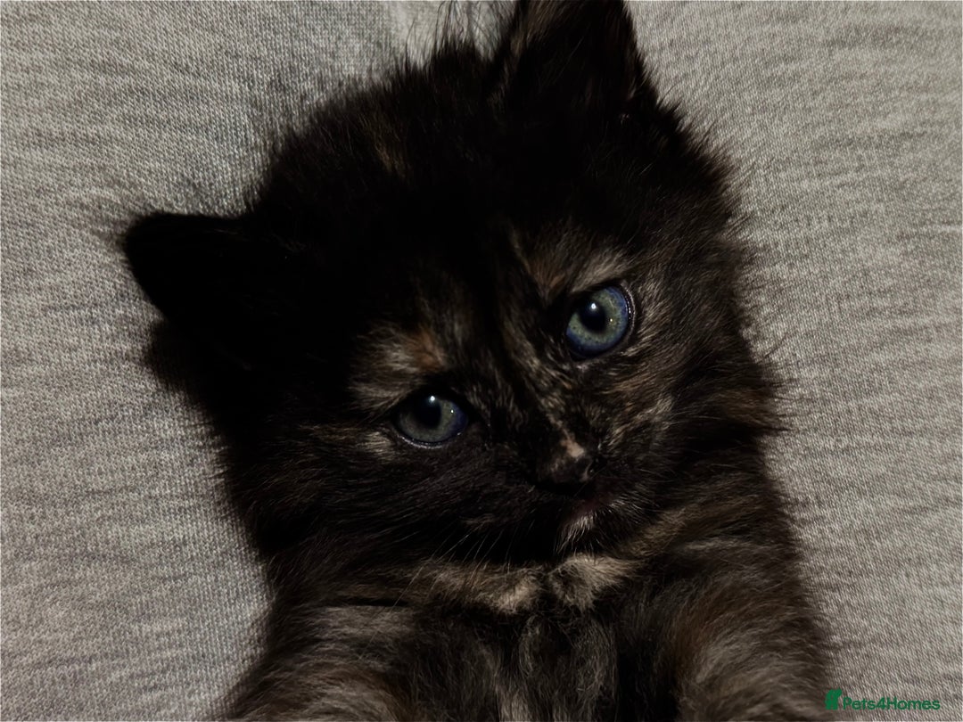 British Longhair cats for sale: kittens available now! - Image 2
