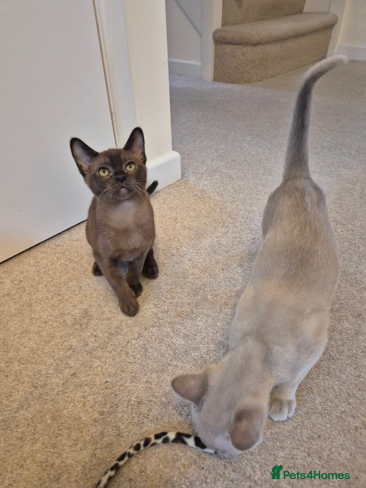 Burmese cats for sale: Pedigree Burmese Kittens Available - Advert 5
