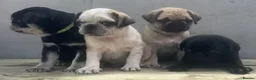 Pug dogs for sale: Kc registered pug puppies for sale - Advert 9