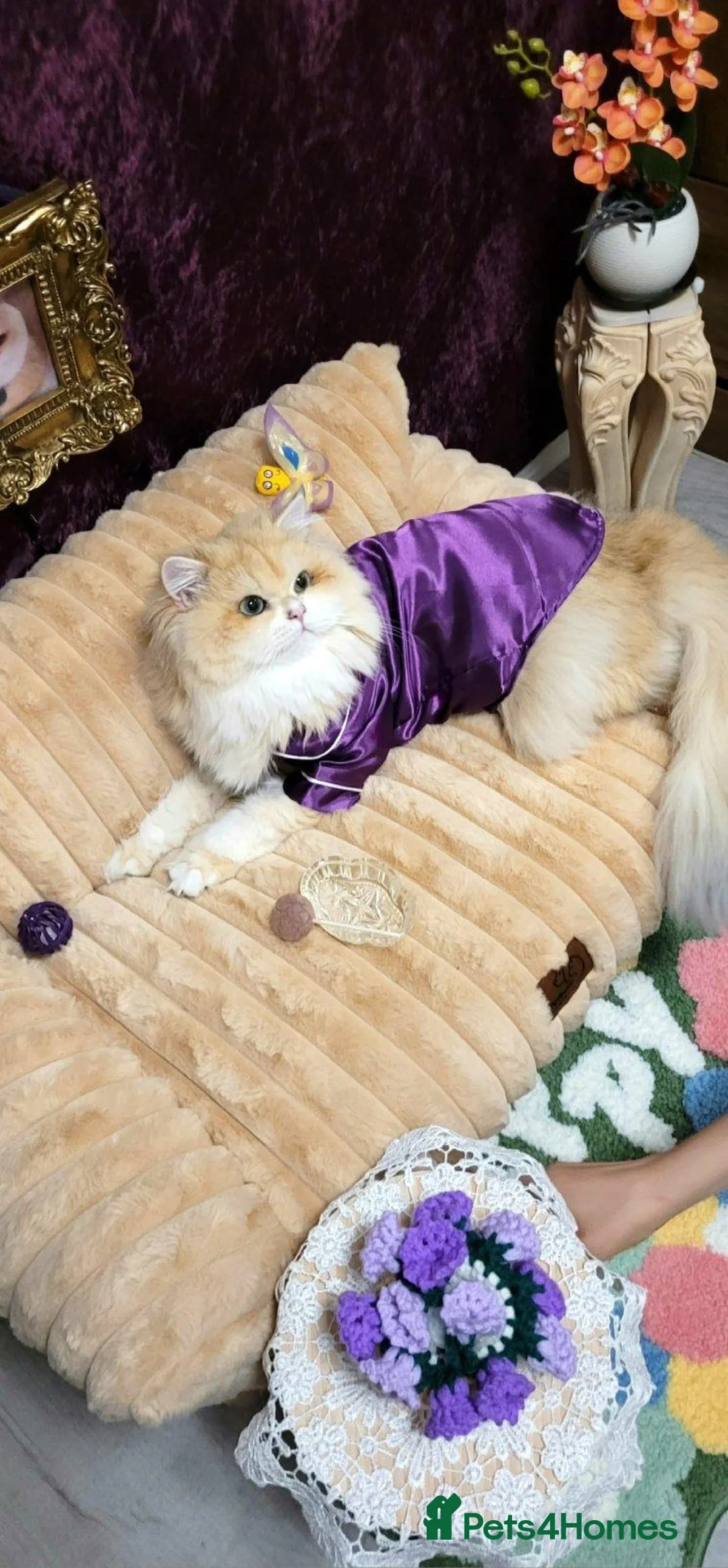 British Longhair cats for stud: BLH Golden Tipped NY12 Cheeky green 👀 stud - Advert 2