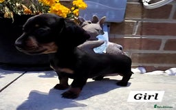 Miniature Dachshund dogs for sale: Kc registered quality mini dachshund puppies - Image 13