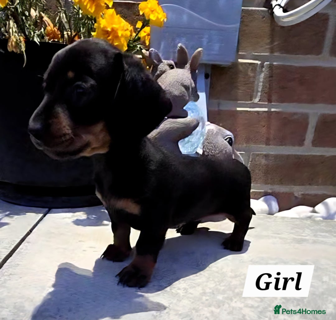 Miniature Dachshund dogs for sale: Kc registered quality mini dachshund puppies - Image 13