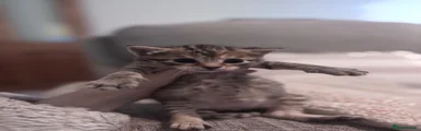 Male tabby