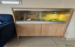 Tortoise reptiles for sale: Horsefeild tortoise and enclosure for Sale - Image 1