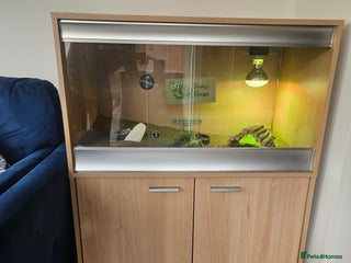 Tortoise reptiles - Advert 23