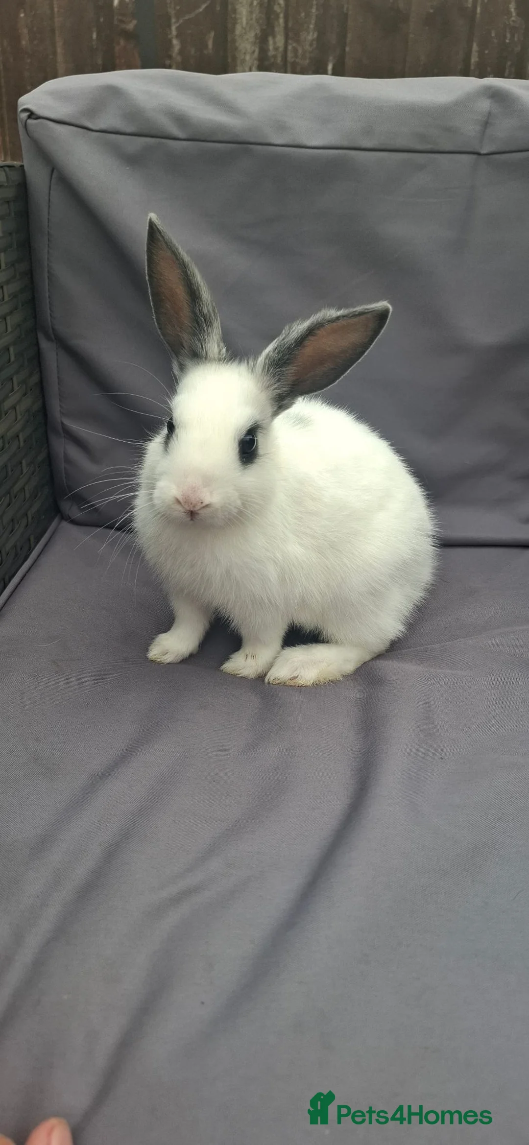 Mixed Breed rabbits for sale: 3x 12 week old rabbits 1 female, 2 male - Advert 3