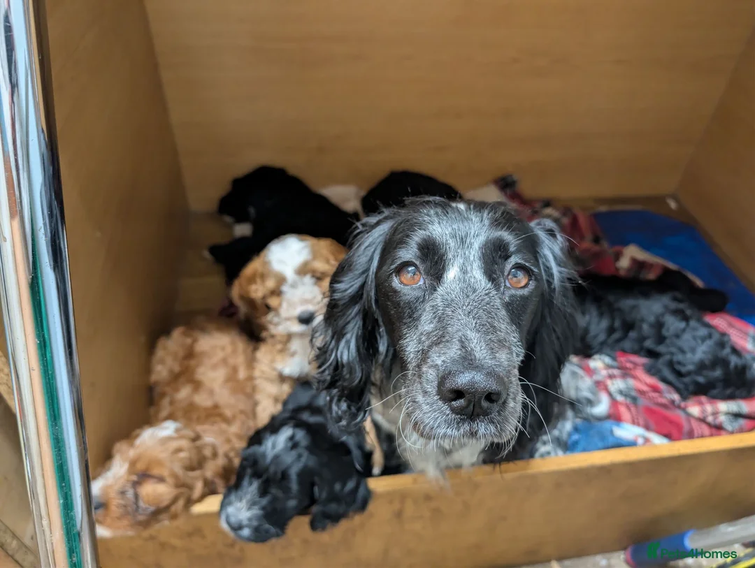 Cockapoo dogs for sale: Beautiful Cockapoo Puppies - Advert 14