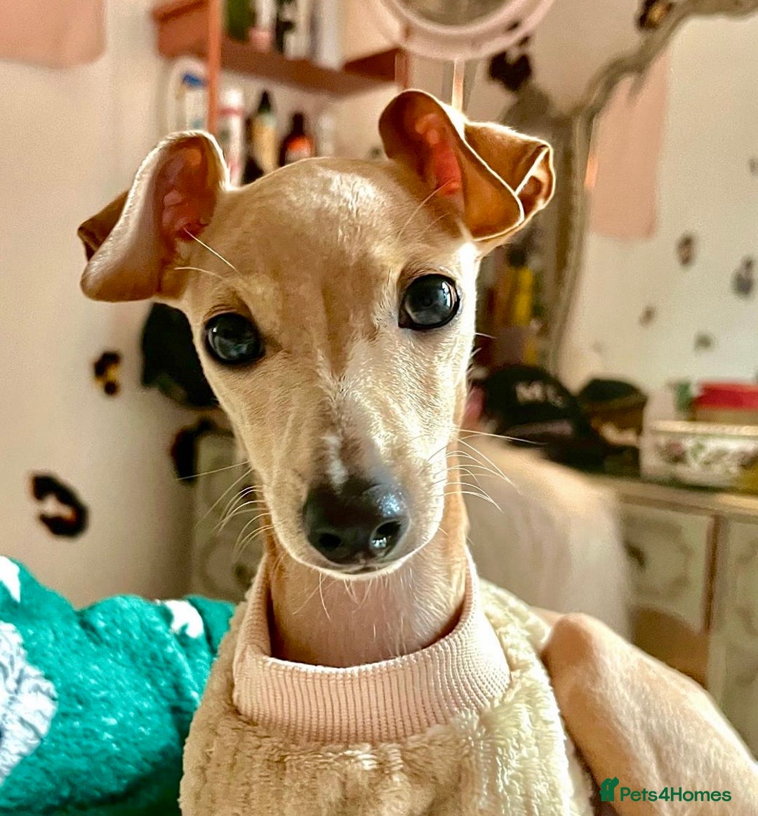 Italian Greyhound dogs for sale: 7/8 Italian Greyhound, 1/8 Whippet Puppies Due - Image 9