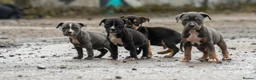 American Bully dogs for sale: Pocket cross standard bully’s  - Advert 5