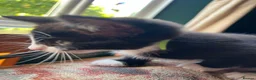 Mixed Breed cats for sale: Three kittens ready now in Torquay - Advert 8