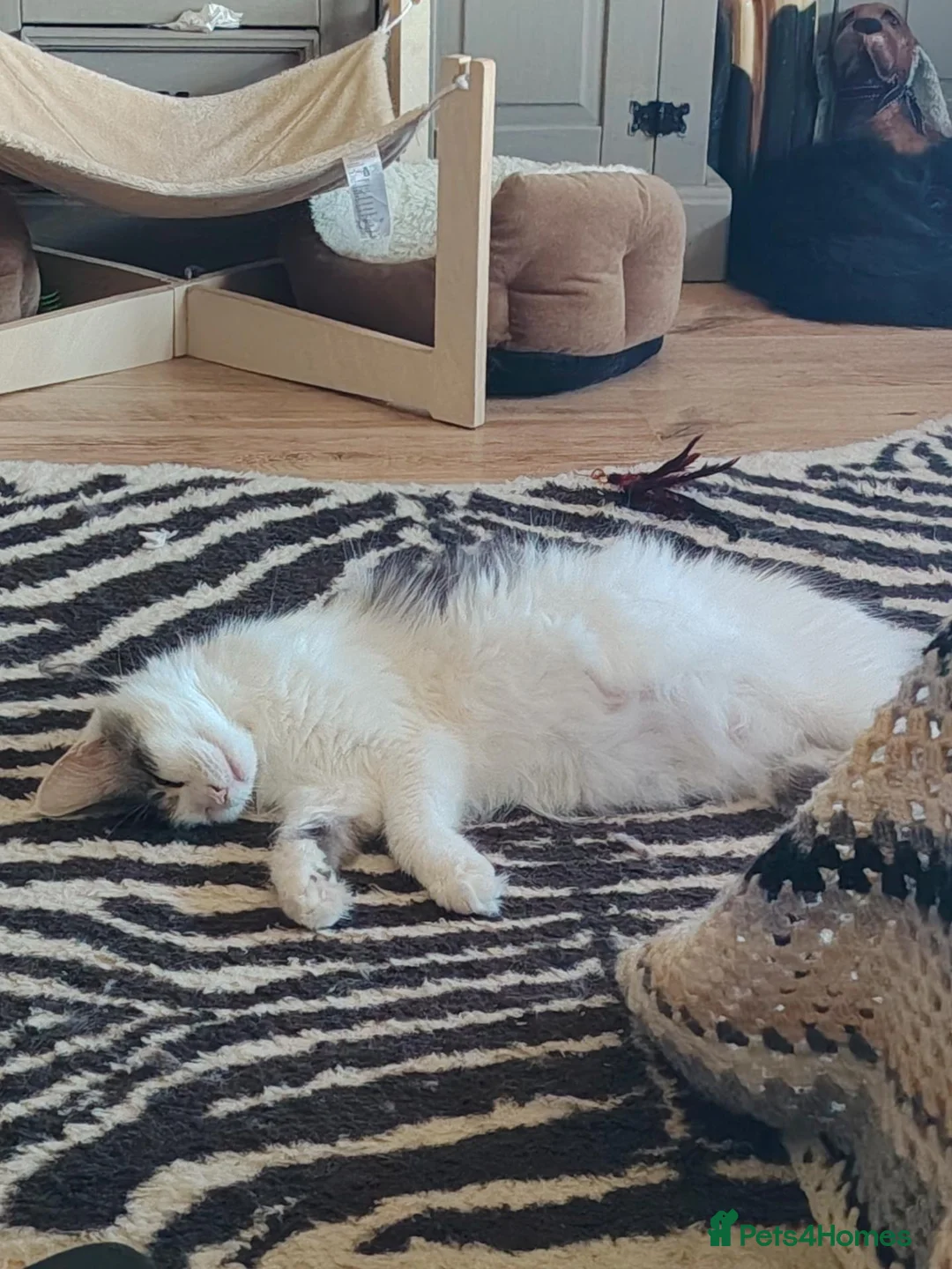 Maine Coon cats for sale: Maine Coon kittens in Cupar - Advert 1