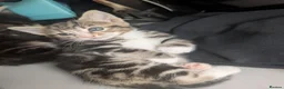 Mixed Breed cats for sale: 4 adorable kittens looking for a future home - Advert 8