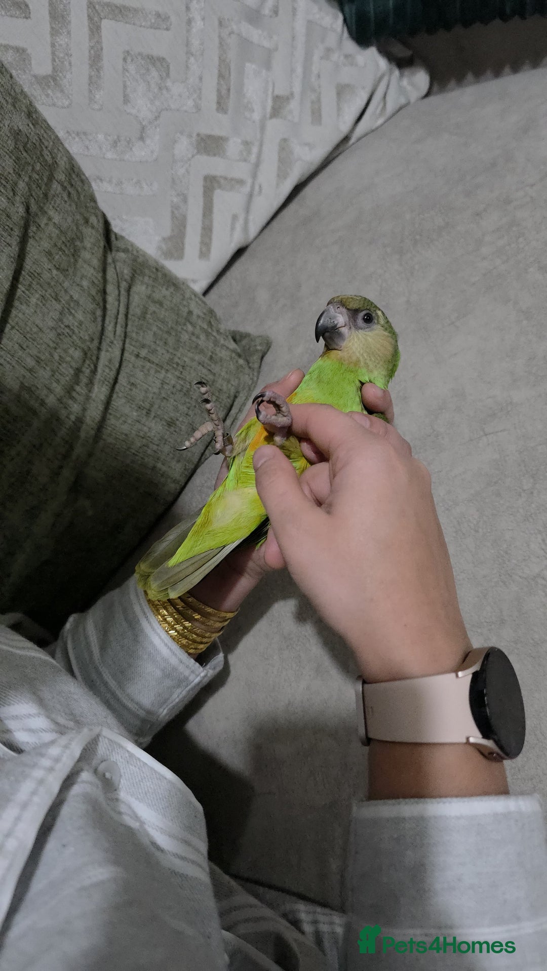 Parrots birds for sale: Senegal parrot - Advert 4