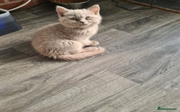 British Shorthair cats for sale: British shorthair kitten READY NOW - Image 8