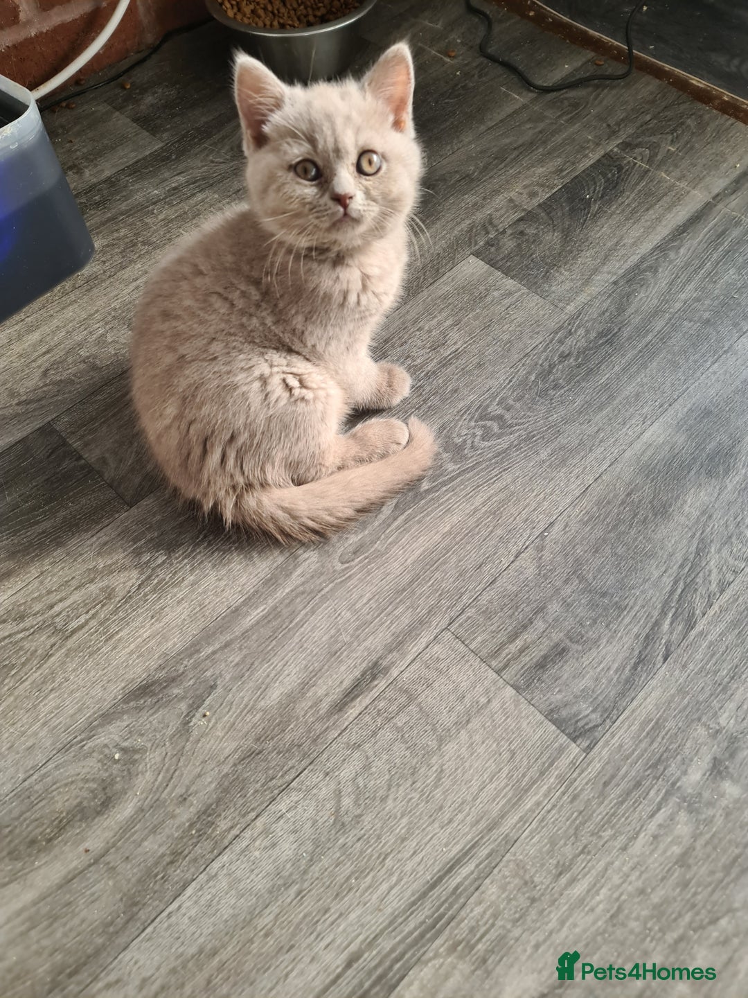 British Shorthair cats for sale: British shorthair kitten READY NOW - Image 8