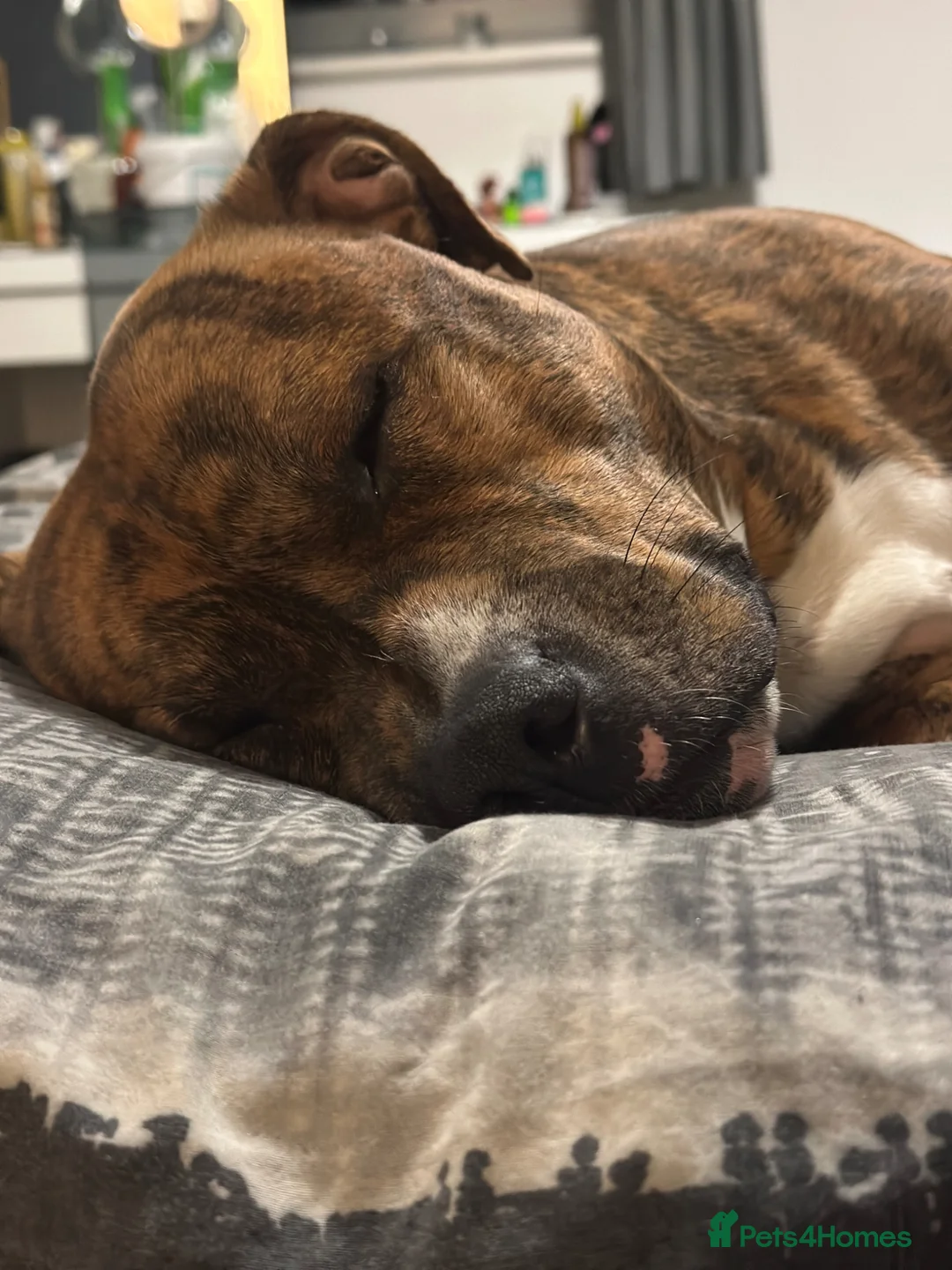 Staffordshire Bull Terrier dogs for stud: 2 Year old Male Staffordshire bull terrier stud - Advert 7