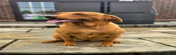 Labrador Retriever dogs for sale: 1 BEAUTIFUL FOX RED KC GIRL  - Advert 12