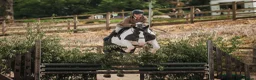 Irish Draught horses for sale: Id X maxi cob type Family friendly mare available  - Advert 3