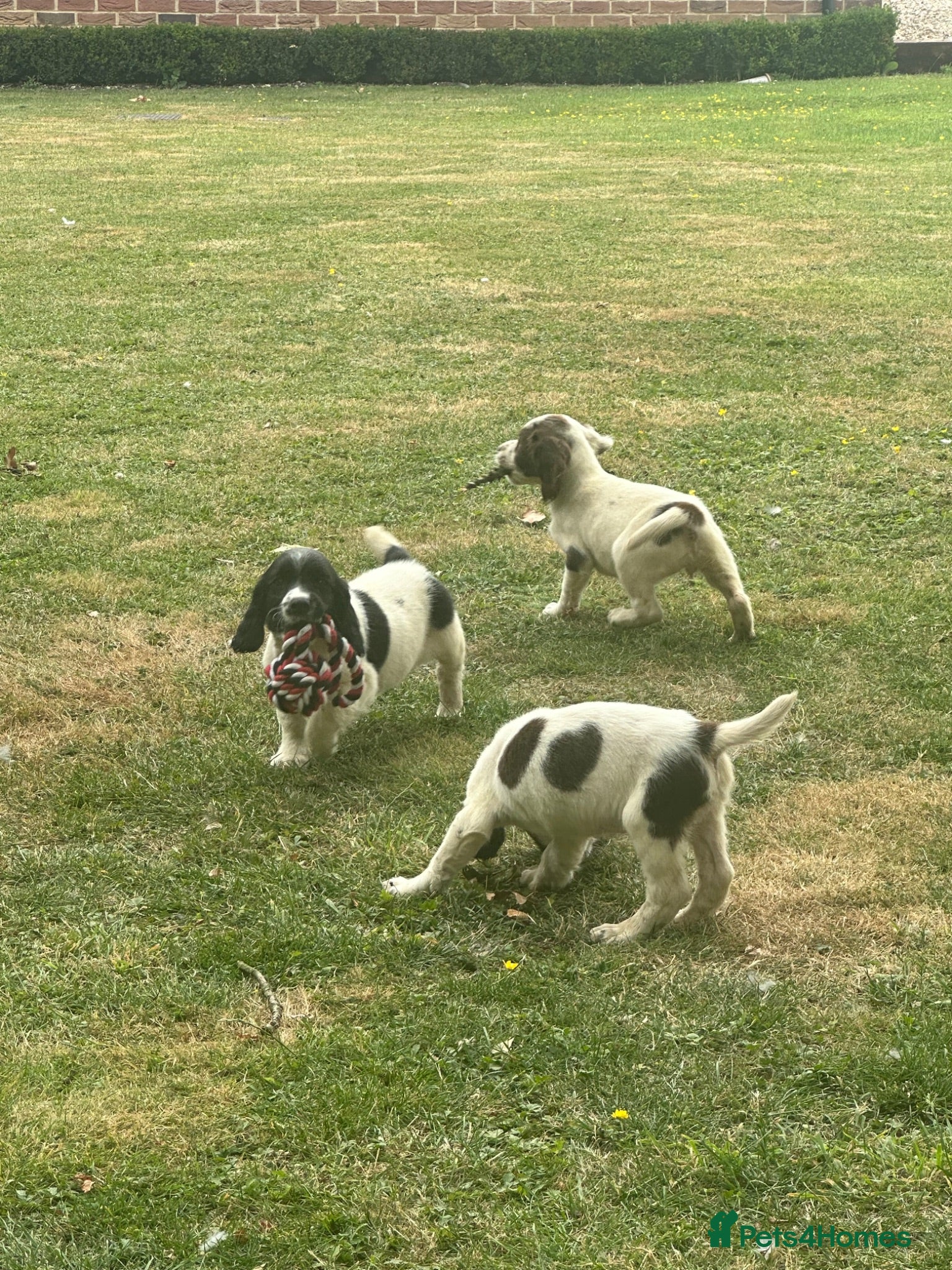 English Springer Spaniel dogs KCspringer spaniels ready next week Saturday - Advert 7