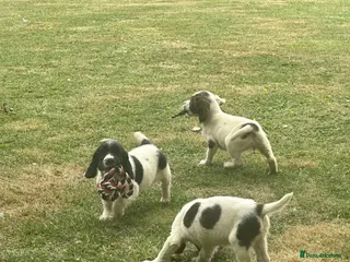 English Springer Spaniel dogs KCspringer spaniels ready next week Saturday - Advert 7