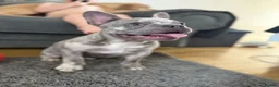 French Bulldog dogs for sale: One year old French bulldog  - Advert 1