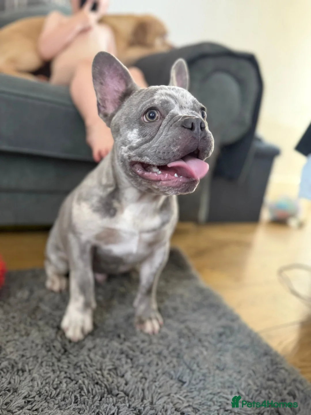 French Bulldog dogs for sale: One year old French bulldog  - Advert 1