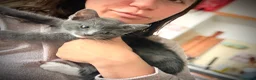Mixed Breed cats for sale: 🐾 Clean, Healthy Bombay x Turkish Van Kittens - Advert 28