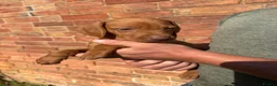 Hungarian Vizsla dogs for sale: 9 KC registered Hungarian Vizla puppies - Advert 14