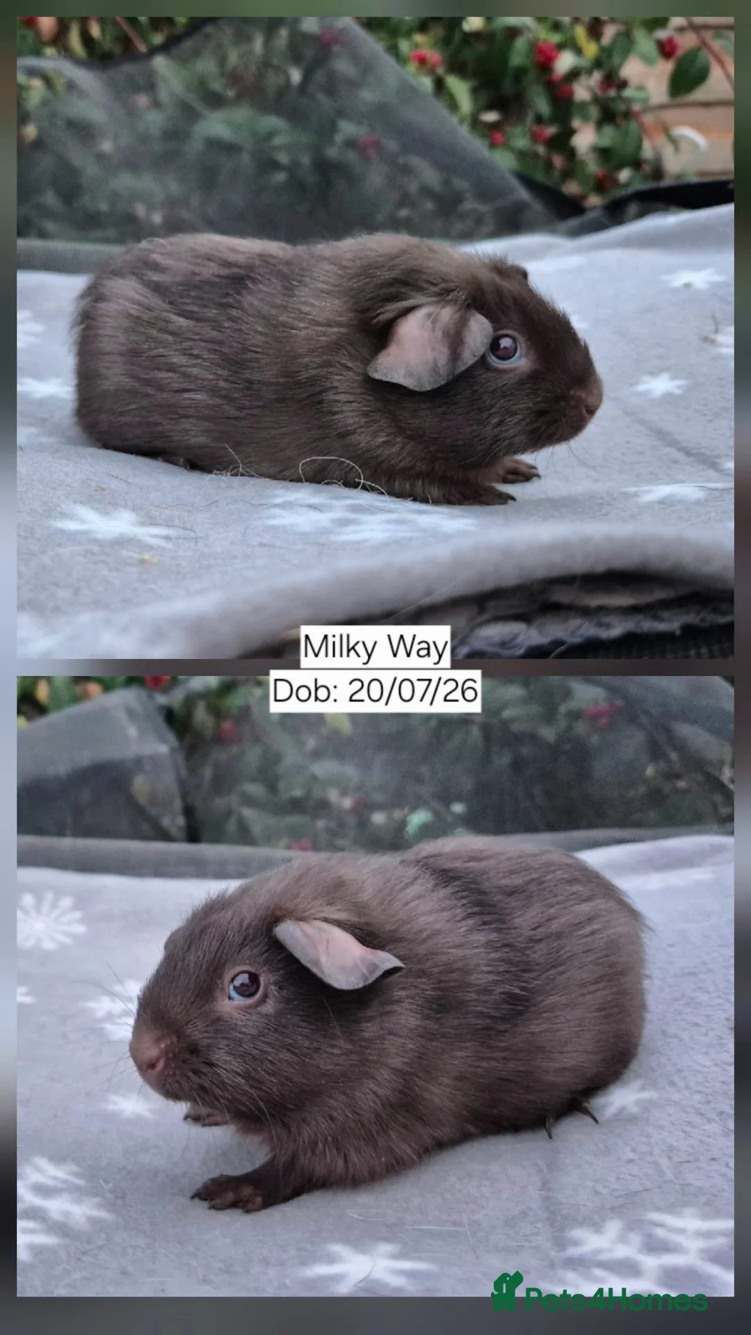 Guinea Pig rodents for sale: 3 Stunning Baby Boars guinea pigs for sale 🏡💙 - Advert 3