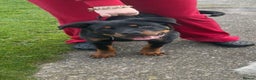 Rottweiler dogs for sale: 6 month old reluctant sale - Advert 1