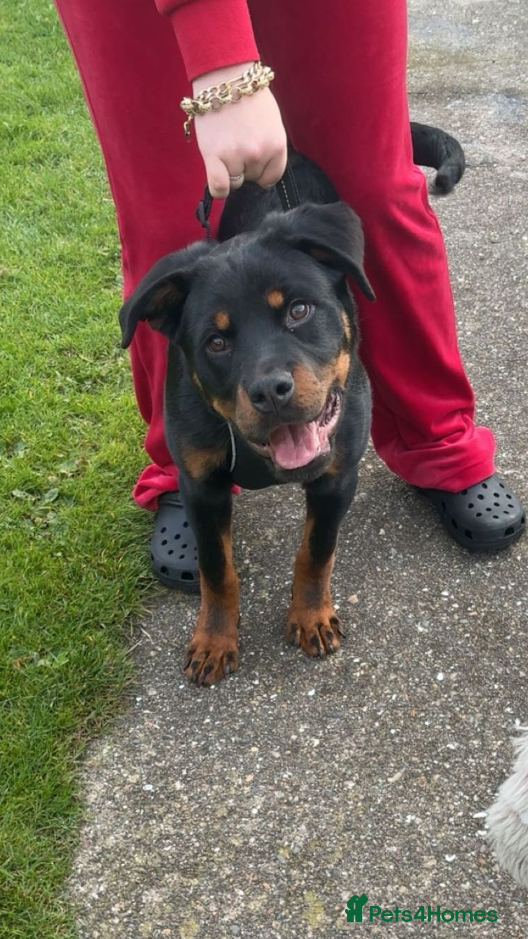 Rottweiler dogs for sale: 6 month old reluctant sale - Advert 1